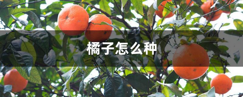 橘子怎么种 橘子怎么种