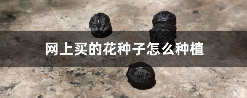 网上买的花种子怎么种植 网上买的花种子怎么种植
