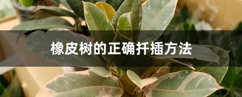 橡皮树的正确扦插方法