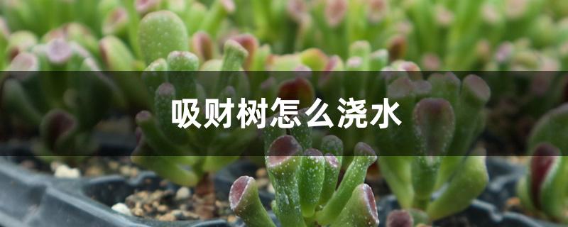 吸财树怎么浇水 吸财树怎么浇水