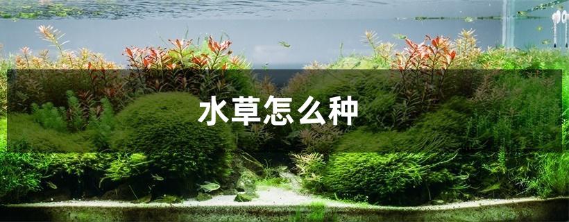 水草怎么种 水草怎么种