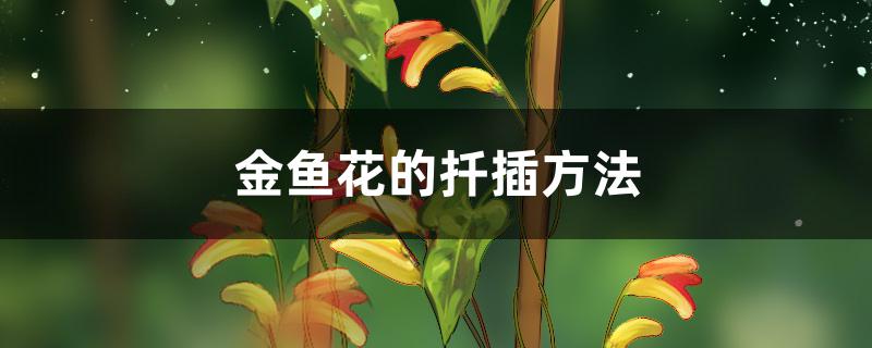 金鱼花的扦插方法 金鱼花的扦插方法