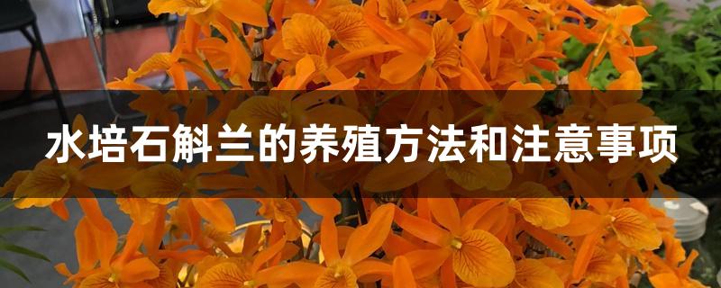 水培石斛兰的养殖方法和注意事项 水培石斛兰的养殖方法和注意事项