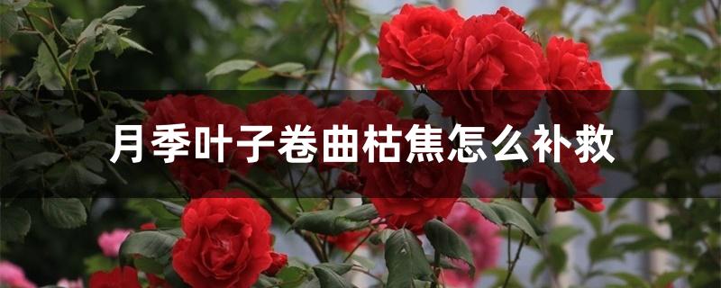 月季叶子卷曲枯焦怎么补救 月季叶子卷曲枯焦怎么补救