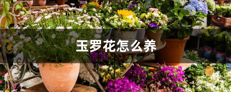 玉罗花怎么养