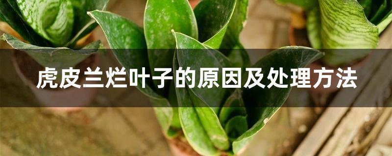 虎皮兰烂叶子的原因及处理方法 虎皮兰烂叶子的原因及处理方法