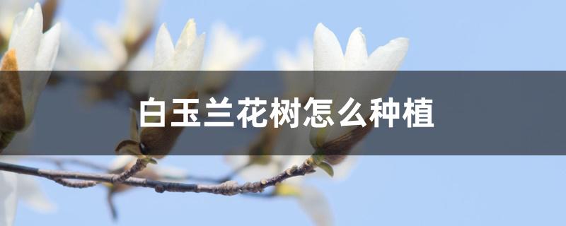 白玉兰花树怎么种植 白玉兰花树怎么种植