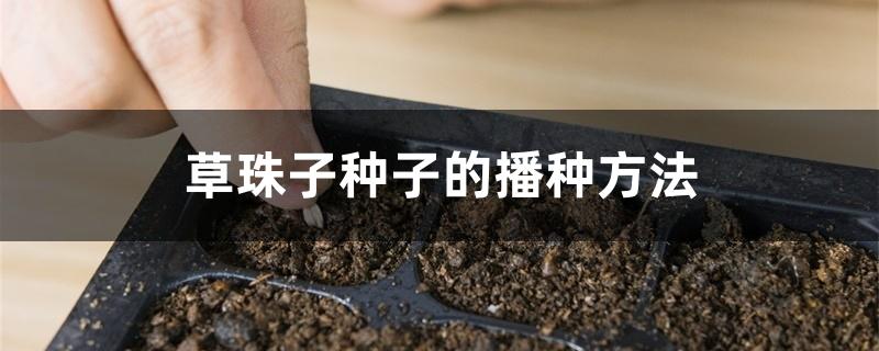 草珠子种子的播种方法 草珠子种子的播种方法