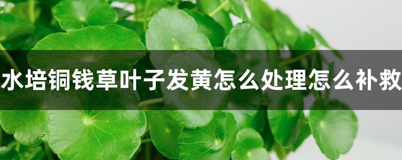 水培铜钱草叶子发黄怎么处理怎么补救 水培铜钱草叶子发黄怎么处理怎么补救