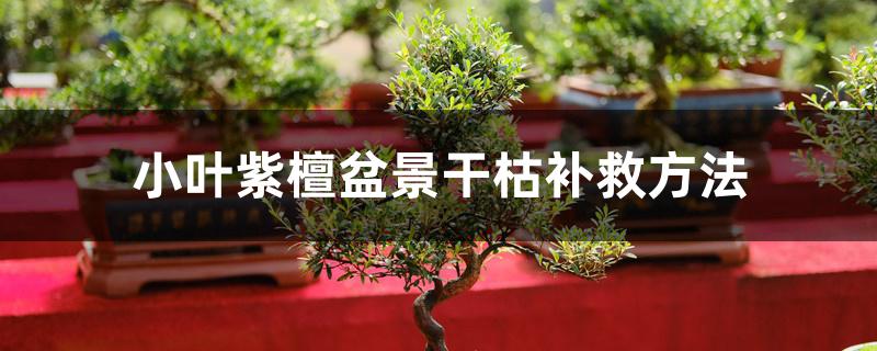 小叶紫檀盆景干枯补救方法 小叶紫檀盆景干枯补救方法