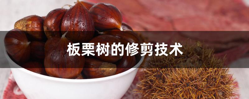 板栗树的修剪技术