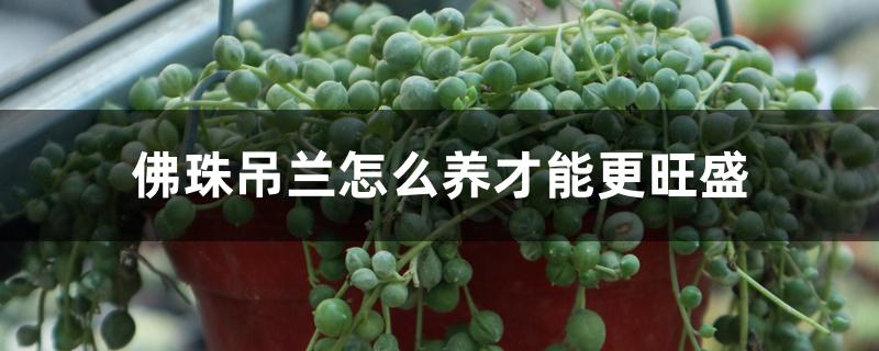 佛珠吊兰怎么养才能更旺盛 佛珠吊兰怎么养才能更旺盛