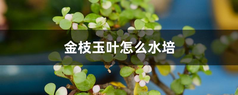 金枝玉叶怎么水培 金枝玉叶怎么水培