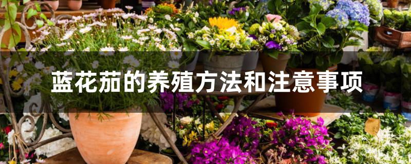 蓝花茄的养殖方法和注意事项 蓝花茄的养殖方法和注意事项