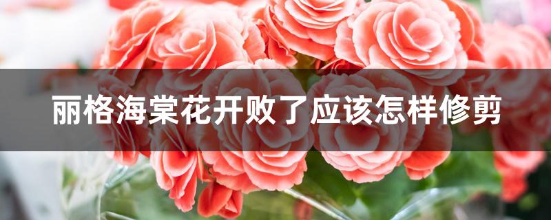 丽格海棠花开败了应该怎样修剪 丽格海棠花开败了应该怎样修剪