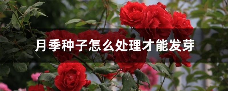 月季种子怎么处理才能发芽 月季种子怎么处理才能发芽