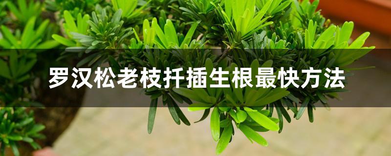 罗汉松老枝扦插生根最快方法 罗汉松老枝扦插生根最快方法