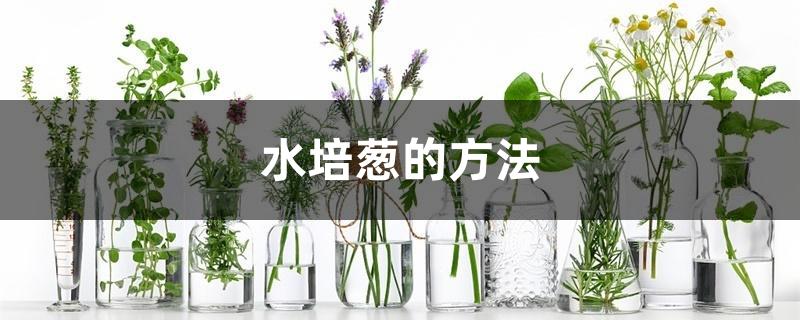 水培葱的方法