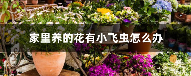 家里养的花有小飞虫怎么办 家里养的花有小飞虫怎么办