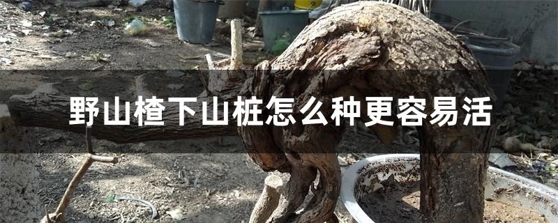 野山楂下山桩怎么种更容易活 野山楂下山桩怎么种更容易活
