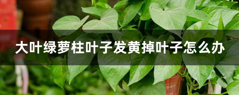 大叶绿萝柱叶子发黄掉叶子怎么办 大叶绿萝柱叶子发黄掉叶子怎么办