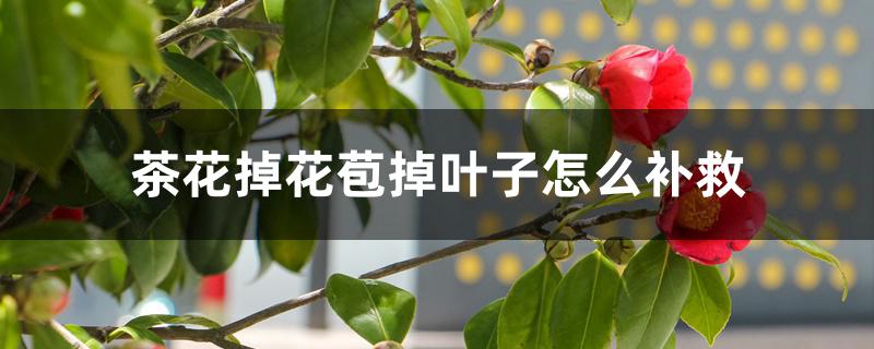 茶花掉花苞掉叶子怎么补救 茶花掉花苞掉叶子怎么补救