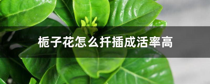 栀子花怎么扦插成活率高 栀子花怎么扦插成活率高