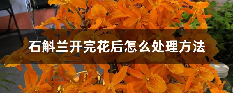 石斛兰开完花后怎么处理方法 石斛兰开完花后怎么处理方法