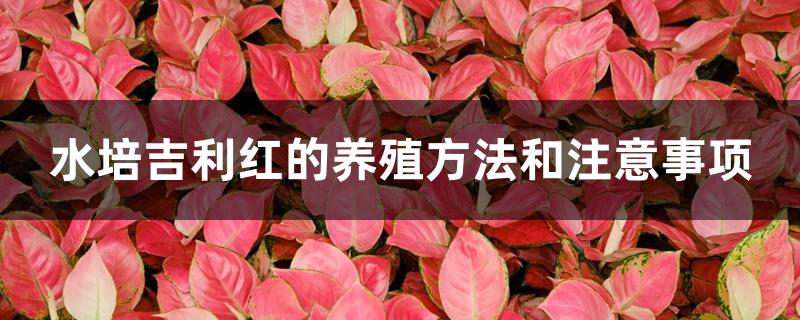水培吉利红的养殖方法和注意事项 水培吉利红的养殖方法和注意事项