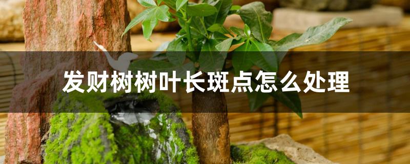发财树树叶长斑点怎么处理 发财树树叶长斑点怎么处理