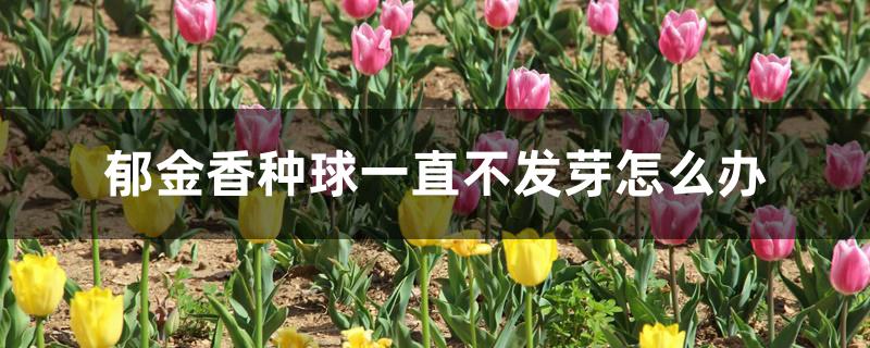 郁金香种球一直不发芽怎么办 郁金香种球一直不发芽怎么办