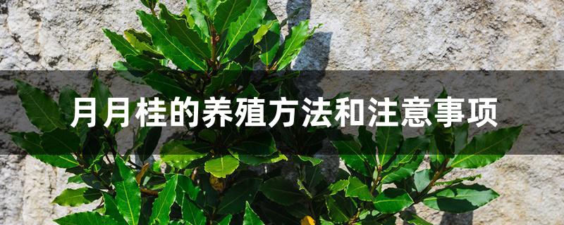 月月桂的养殖方法和注意事项 月月桂的养殖方法和注意事项