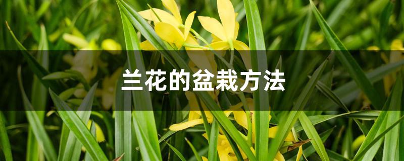 兰花的盆栽方法 兰花的盆栽方法