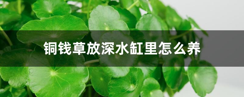 铜钱草放深水缸里怎么养 铜钱草放深水缸里怎么养