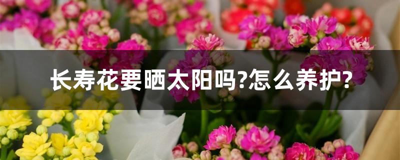 长寿花要晒太阳吗?怎么养护? 长寿花要晒太阳吗?怎么养护?