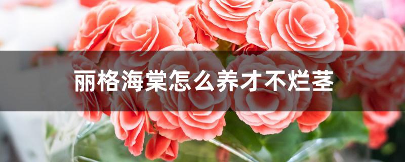 丽格海棠怎么养才不烂茎 丽格海棠怎么养才不烂茎