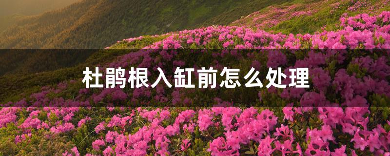 杜鹃根入缸前怎么处理 杜鹃根入缸前怎么处理