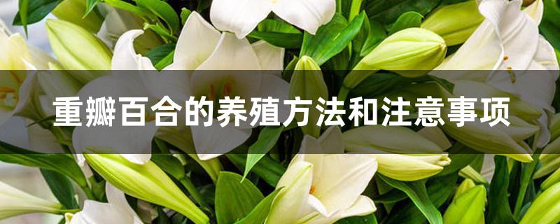 重瓣百合的养殖方法和注意事项 重瓣百合的养殖方法和注意事项