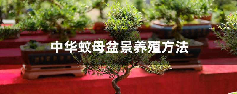 中华蚊母盆景养殖方法 中华蚊母盆景养殖方法