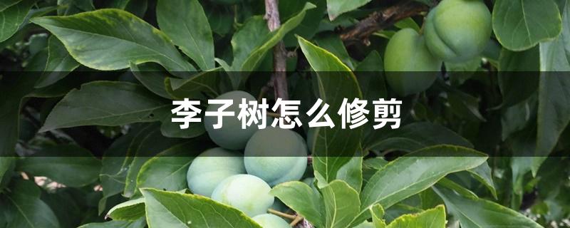 李子树怎么修剪 李子树怎么修剪
