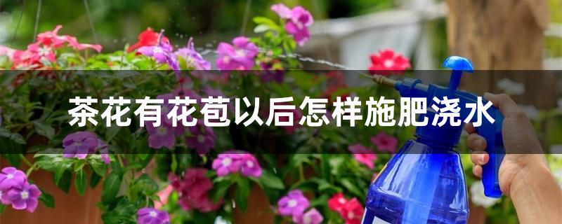 茶花有花苞以后怎样施肥浇水