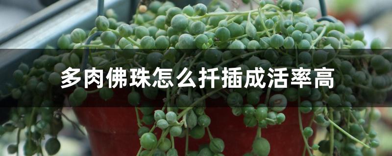 多肉佛珠怎么扦插成活率高 多肉佛珠怎么扦插成活率高