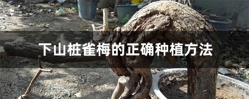 下山桩雀梅的正确种植方法 下山桩雀梅的正确种植方法