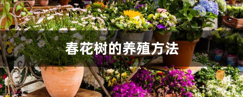 春花树的养殖方法 春花树的养殖方法