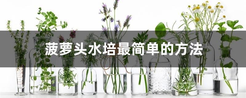 菠萝头水培最简单的方法 菠萝头水培最简单的方法