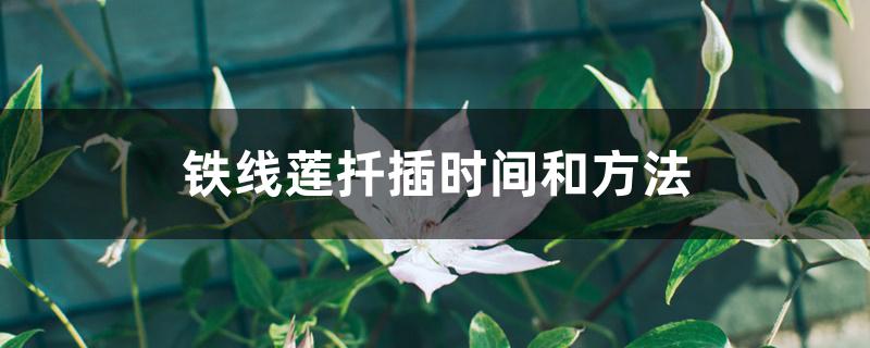 铁线莲扦插时间和方法 铁线莲扦插时间和方法
