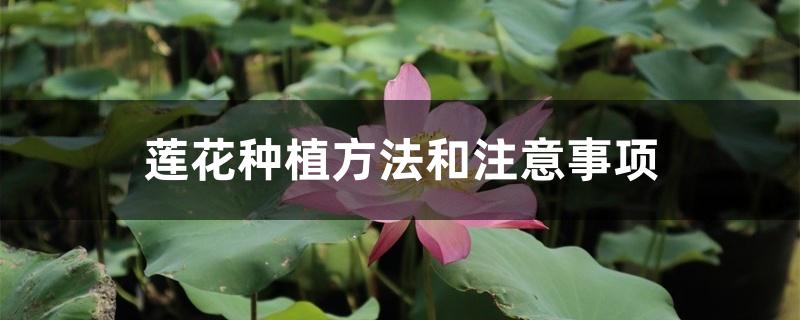 莲花种植方法和注意事项 莲花种植方法和注意事项