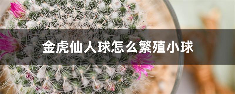 金虎仙人球怎么繁殖小球 金虎仙人球怎么繁殖小球