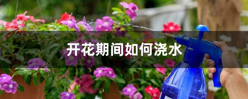 开花期间如何浇水 开花期间如何浇水