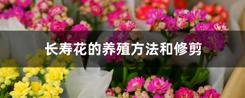 长寿花的养殖方法和修剪 长寿花的养殖方法和修剪